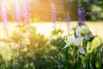 White iris in wide floral composition, great for eco-friendly packaging, herbal skincare labels,...