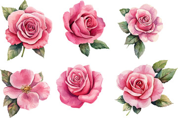Fototapeta premium Watercolor floral illustration with roses