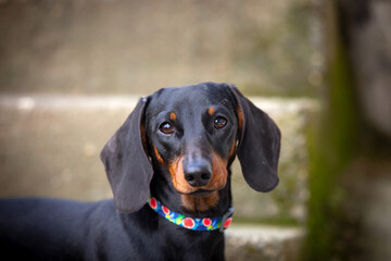 Black&tan miniature dachshund dog on natural background
