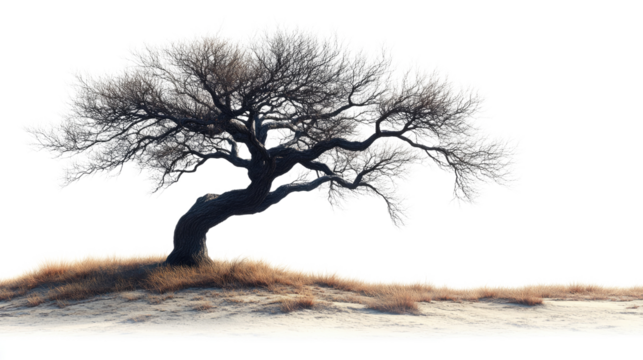 Solitary Tree Silhouette: A stark and beautiful image of a bare tree, its intricate branches reaching against a backdrop of a soft sky.