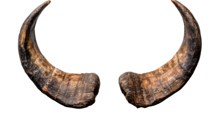 Ancient Horns: A pair of weathered animal horns, each displaying unique textures and patterns, stand as artifacts from a bygone era.
