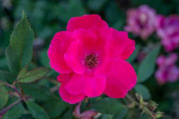 Obraz premium PInk Rose With Soft Focus And Bokeh In A Garden