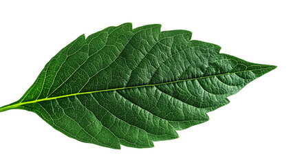 Obraz premium Close-up of a Lush Green Leaf