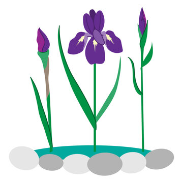 purple iris flowers with green leaves clip art preview