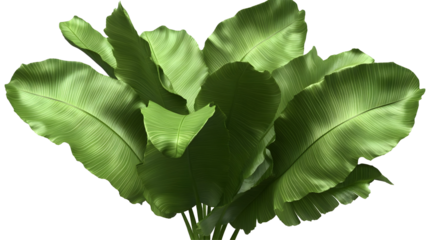 Isolated Green Leafy Plant on Transparent Background Botanical Garden