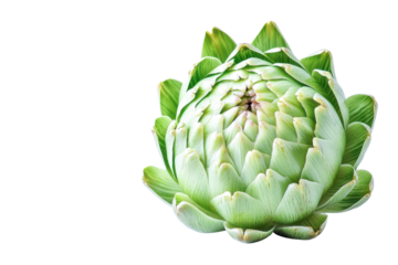 artichoke vegetable - fresh green globe on white background