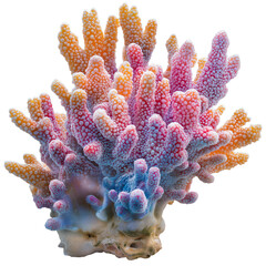 coral reef isolated PNG on transparent background cutout, generative ai © siam