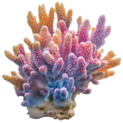 Fotobehang coral reef isolated PNG on transparent background cutout, generative ai © siam