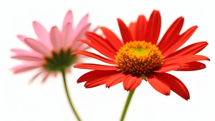 Beautiful red daisy flower on isolated transparent background tropical flowering plants concept concept as Beautiful red daisy flower isolated on transparent background representing tropical flowering