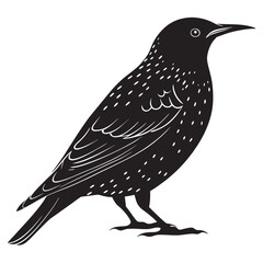 European starling black silhouette vector illustration on a white background 