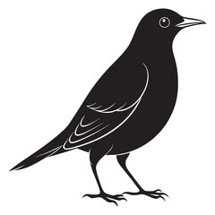 European starling black silhouette vector illustration on a white background 