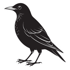 European starling black silhouette vector illustration on a white background 