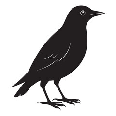 European starling black silhouette vector illustration on a white background 