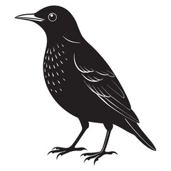European starling black silhouette vector illustration on a white background 