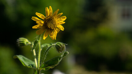 Herbal plants: Arnica plant blooming