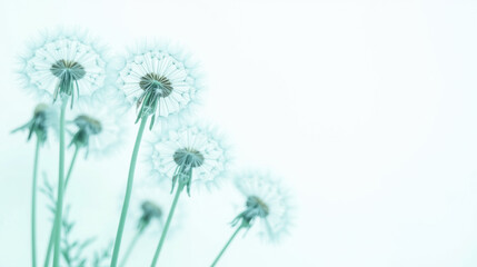 Delicate dandelion flowers in soft pastel tones create serene atmosphere