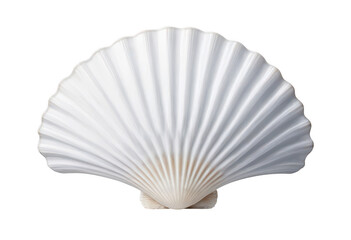 seashell on transparent background png