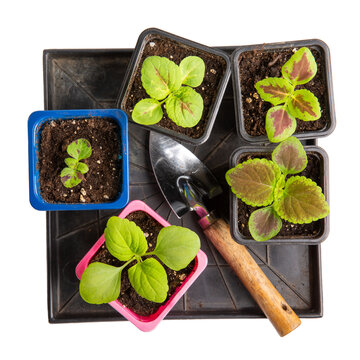 Coleus seedlings in plastic flower pots isolated on white. Sprouts of ornamental garden plants with brightly colored foliage. Top view. Gardening, houseplant care concept.