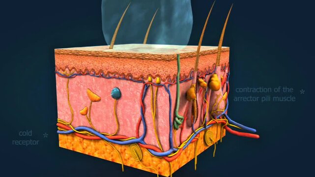  Detection of cold receptors
