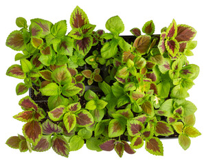 Coleus seedlings in plastic tray isolated on white. Sprouts of ornamental garden plants with brightly colored foliage. Top view. Gardening, houseplant care concept.
