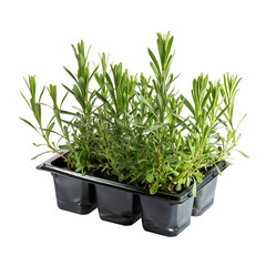 Lavender seedlings in black plastic container. Sprouts of lavender in flower pots isolated on...