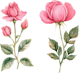 Fototapeta premium Watercolor rose flower clipart. Watercolour floral illustration