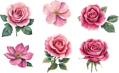 Watercolor rose flower clipart. Watercolour floral illustration
