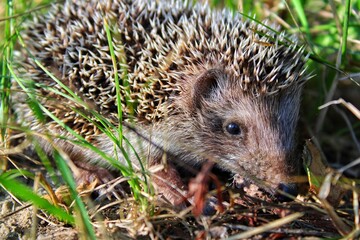 Small hedgehog in the garden