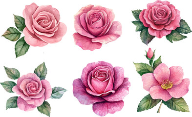 Naklejka premium watercolor pink rose flower bouquet for valentines day