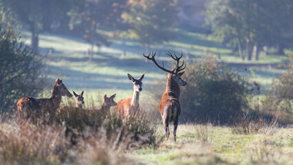 Red deer stag of Scotland observing joined by the herd in a plain in a park. Cervus elaphus, Juncus effusus, Sologne, Loiret 45, région Centre Val de Loire, France, European Union, Europe