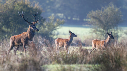 Red deer stag of Scotland leading faes to reach the rest of the herd in a plain in a park. Cervus elaphus, Juncus effusus, Sologne, Loiret 45, région Centre Val de Loire, France, Europe