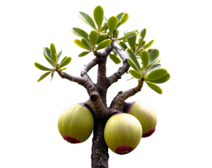 A Captivating Close-Up of a Cannonball Tree Branch with Vivid Green Leaves and Unique Spherical Fruits, Showcasing Nature's Intricate Beauty and Botanical Wonders in Striking Detail