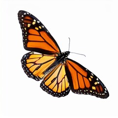 Obraz premium Flying monarch butterflie isolated