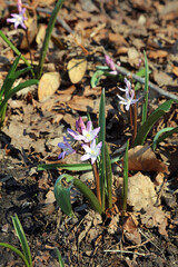 Glory of the Snow plant, Derbyshire England
