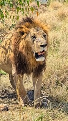 Majestic male lion standing in the African savanna in Kenya