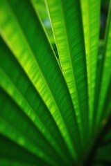 Vibrant green palm leaf detail in natural setting, outdoor, foliage