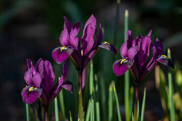 Purple netted iris (Iridodictyum reticulatum or Iris reticulata) flowers in garden. A row of dwarf iris flowers, Purple Gem. 