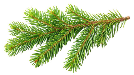 Obraz premium Green Fir Branch Close-up