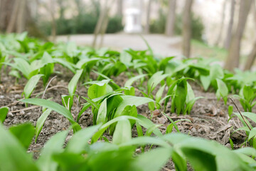 The first shoots of wild garlic appear in early spring. The growth of young Ramson wild leek Barlauch in Potzleinsdorfer Schlosspark in Vienna