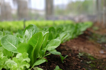 Fresh green cabbage leaves in the vegetable garden