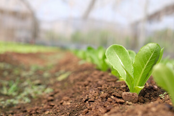 Fresh vegetable sprouts in the garden, arranged neatly.