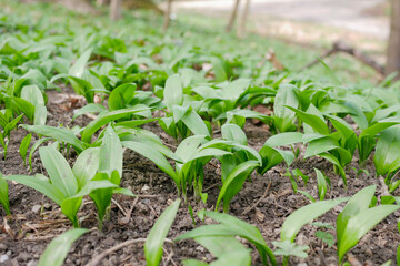 The first shoots of wild garlic in early spring. The growth of young Ramson wild leek Barlauch in Potzleinsdorfer Schlosspark in Vienna