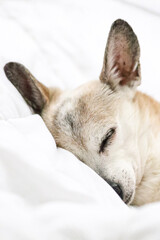 Adorable Small Dog Sleeping Peacefully on White Bedding