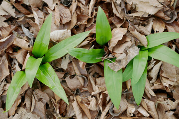 The first shoots of wild garlic appear in early spring. The growth of young Ramson wild leek Barlauch in Potzleinsdorfer Schlosspark in Vienna. Top view