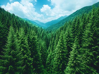 Fototapeta premium Lush green pine forest valley