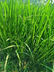 green grass in the morning