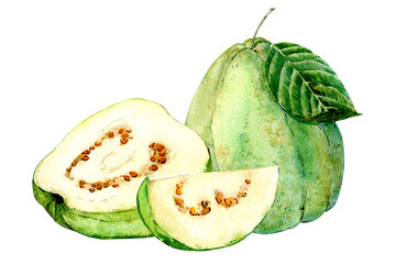 Exotic fruits on a white background. Watercolor illustration. Guava with white pulp. Whole fruit, cut piece and half.