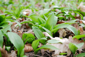 The first shoots of wild garlic appear in early spring close up. The growth of young Ramson wild leek Barlauch in Potzleinsdorfer Schlosspark in Vienna