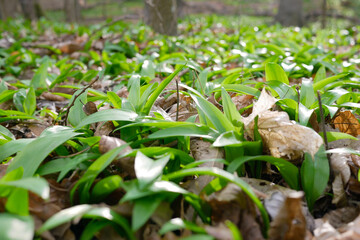 The first shoots of wild garlic in early spring. The growth of young Ramson wild leek Barlauch in Potzleinsdorfer Schlosspark in Vienna