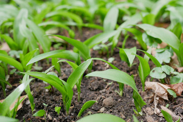The first shoots of wild garlic appear in early spring. The growth of young Ramson wild leek Barlauch in Potzleinsdorfer Schlosspark in Vienna